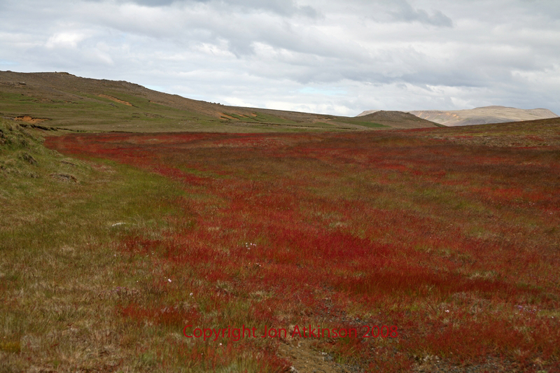 Field of Red Flowers, Icleand
